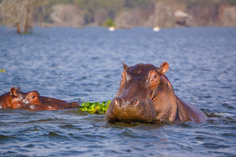 Lake Naivasha National Park