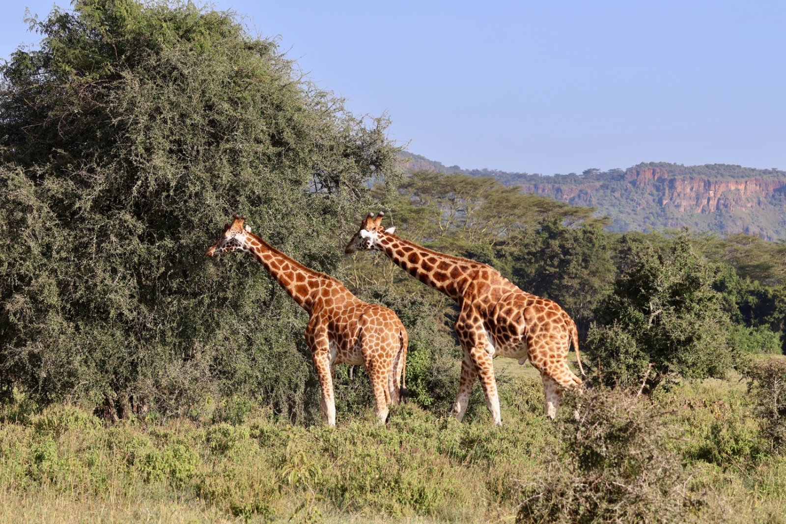 Maasai Mara National Reserve