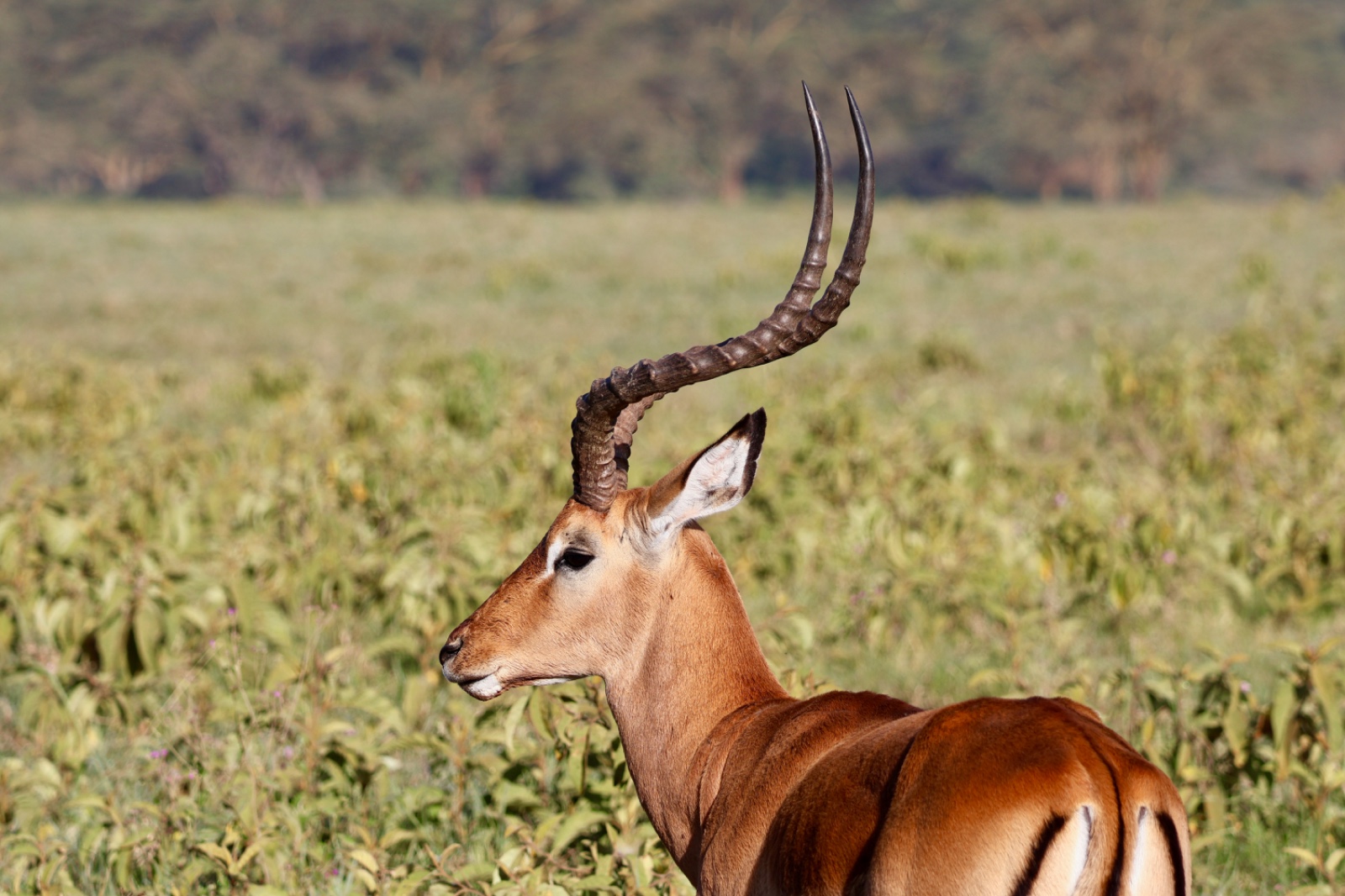 12 Days Lake Nakuru – Masai Mara – Serengeti – Ngorongoro Crater – Tarangire – Amboseli Kenya Tanzania Safari
