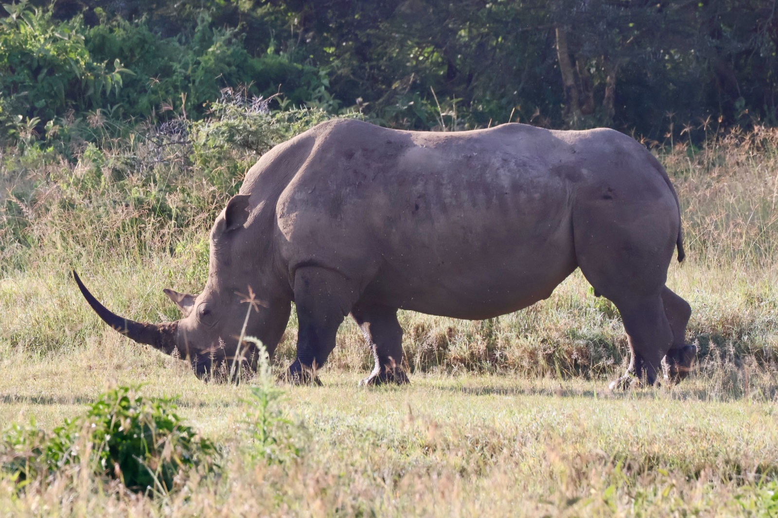 12 Days Lake Nakuru – Masai Mara – Serengeti – Ngorongoro Crater – Tarangire – Amboseli Kenya Tanzania Safari