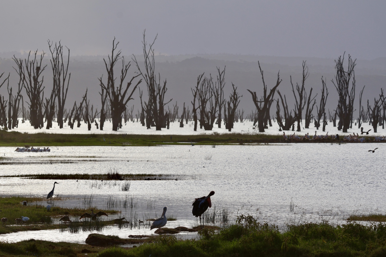 12 Days Lake Nakuru – Masai Mara – Serengeti – Ngorongoro Crater – Tarangire – Amboseli Kenya Tanzania Safari