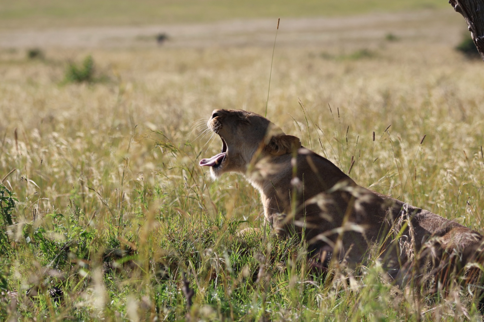 3 Days Amboseli National Park Safari