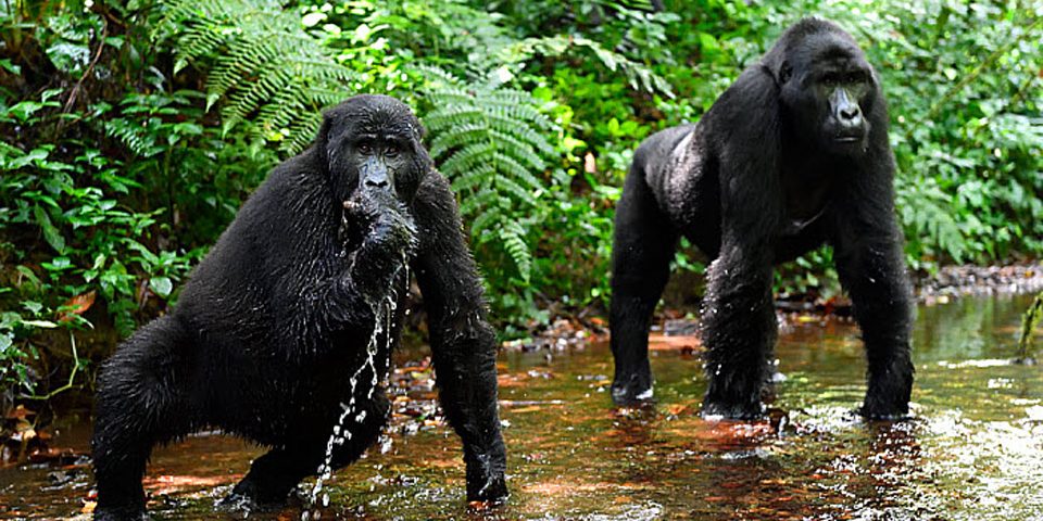 5 Days Gorillas and Chimpanzee Trekking Safari