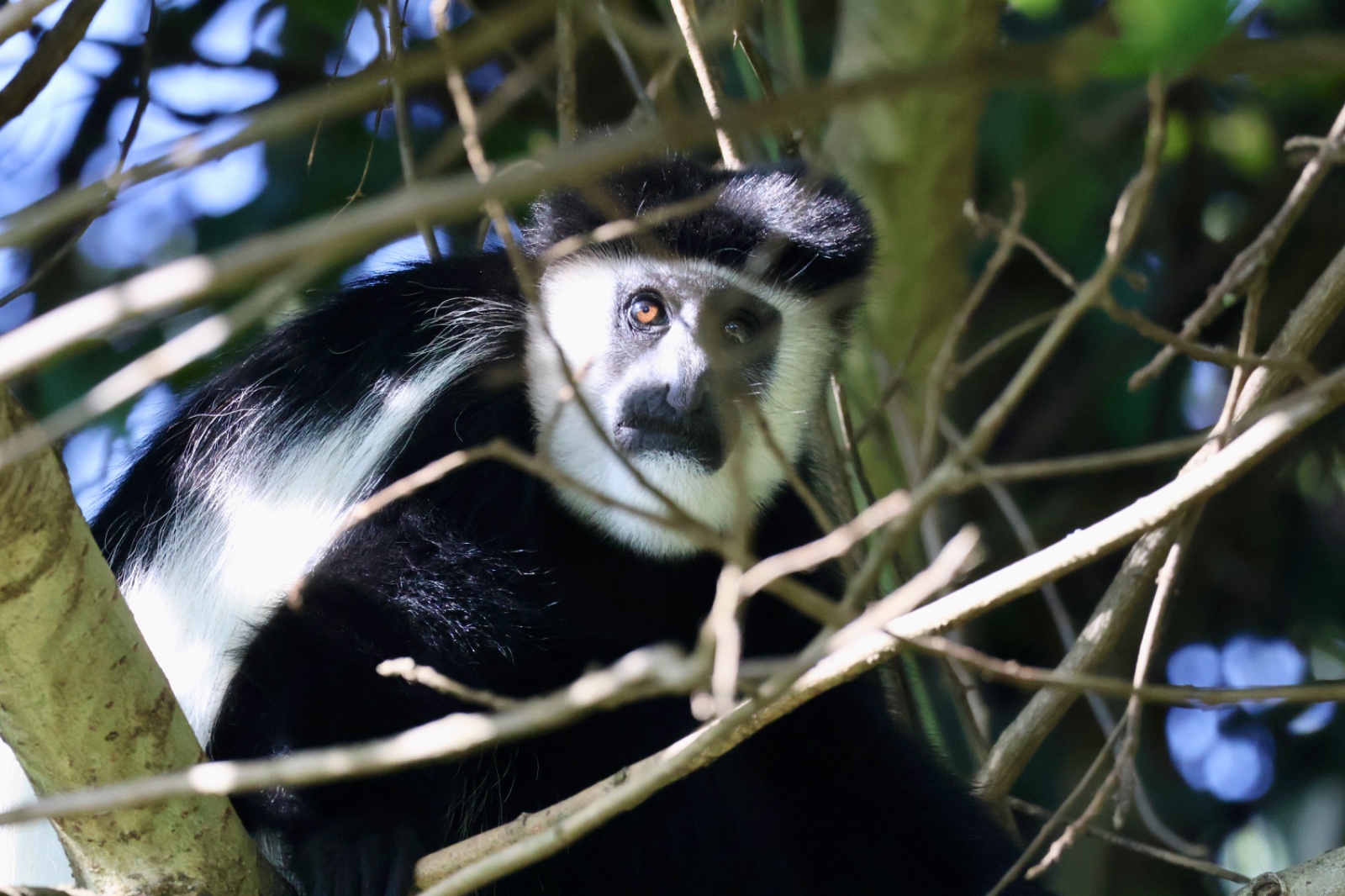 5 Days Gorillas and Chimpanzee Trekking Safari