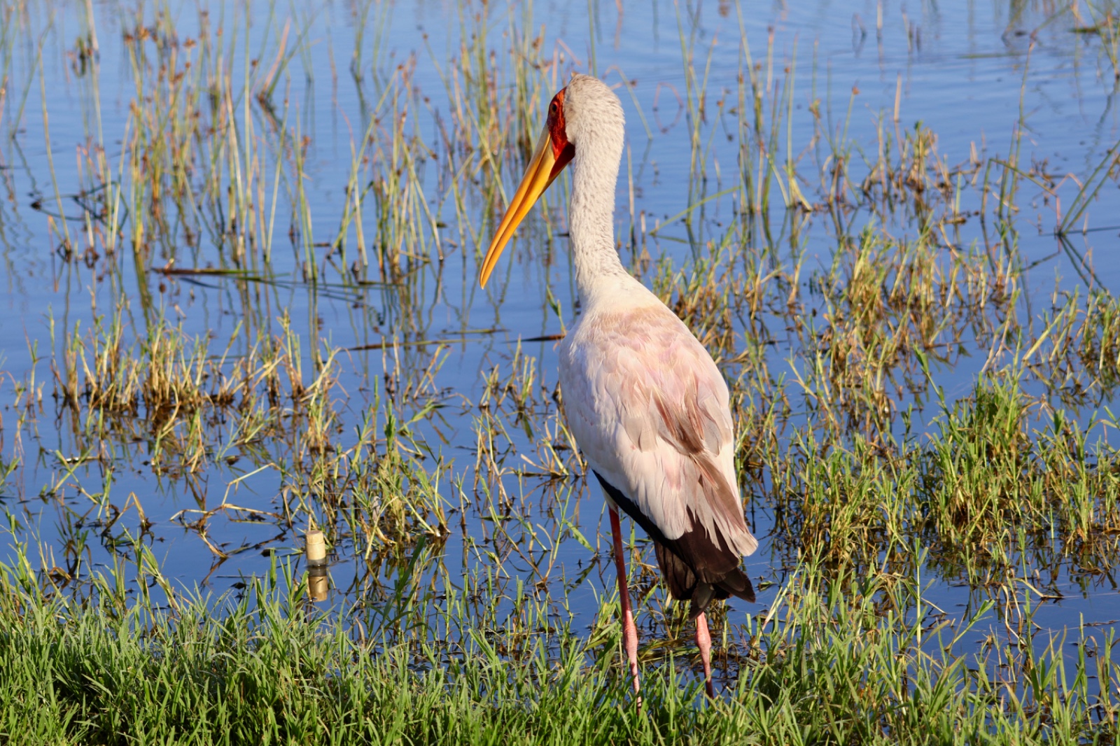 5 Days Masai Mara – Lake Naivasha – Lake Nakuru Safari