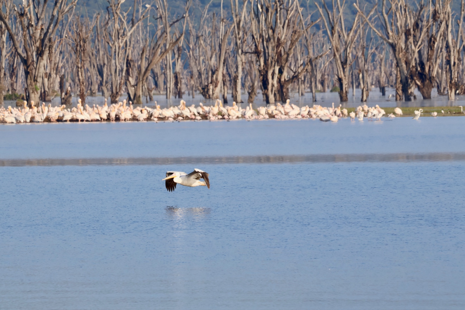5 Days Masai Mara – Lake Naivasha – Lake Nakuru Safari