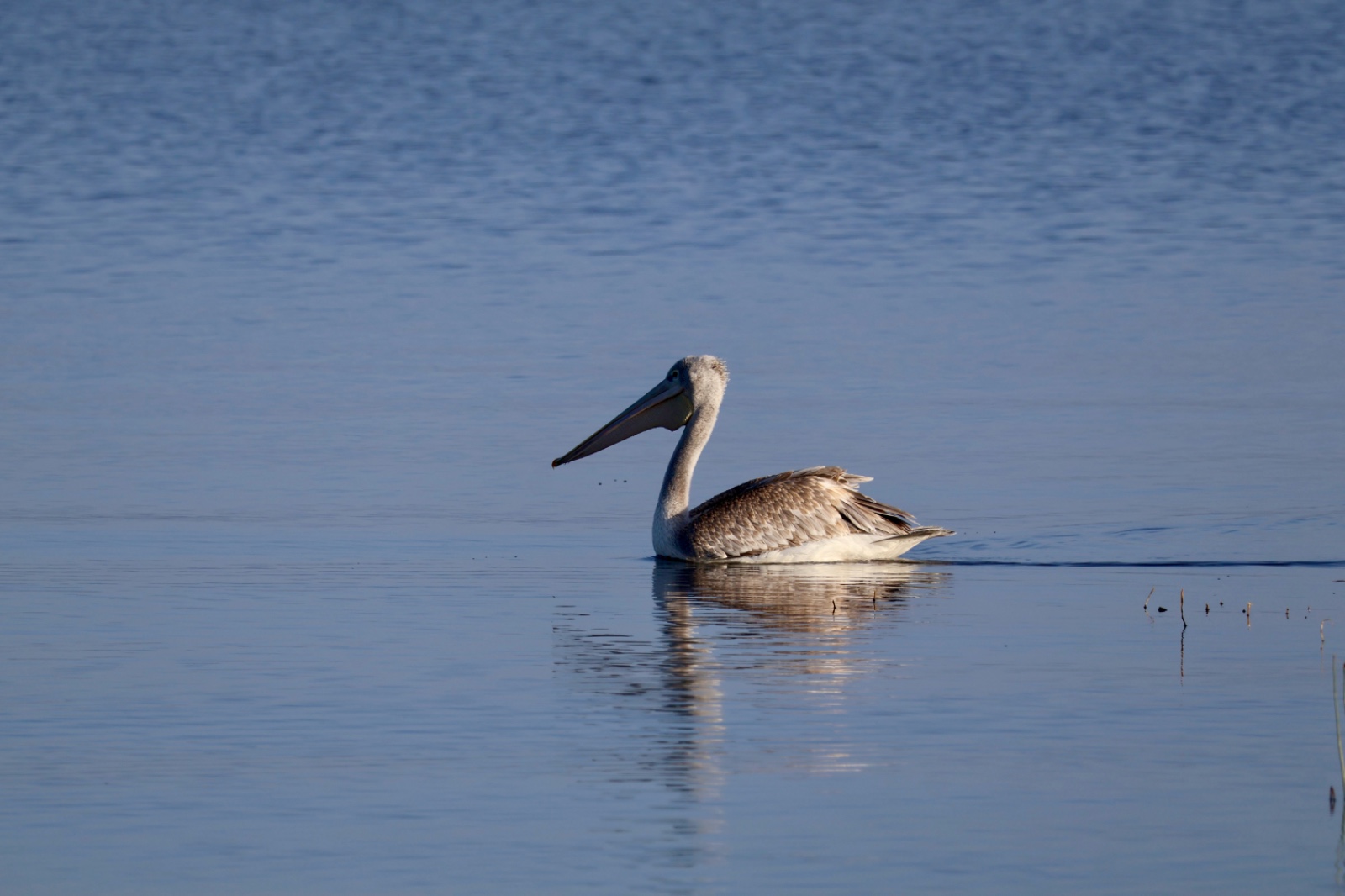 5 Days Masai Mara – Lake Naivasha – Lake Nakuru Safari