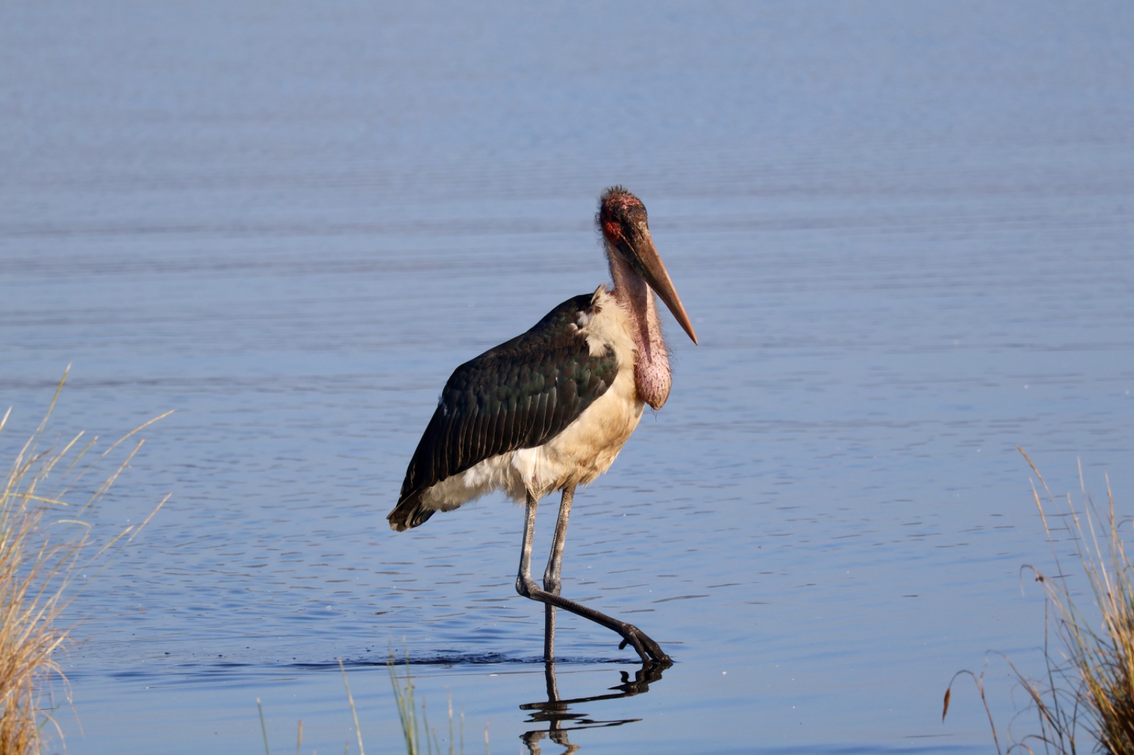 5 Days Masai Mara – Lake Naivasha – Lake Nakuru Safari