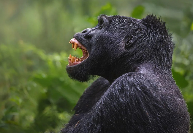 6 Days Gorillas and Game Safari in Rwanda