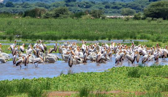 6 Days Lake Manyara – Ngorongoro Crater – Tarangire National Park