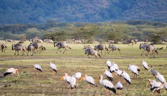 6 Days Lake Manyara – Ngorongoro Crater – Tarangire National Park