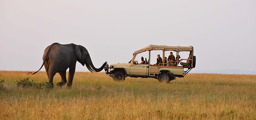 7-DAY KENYA BUDGET SAFARI ITINERARY: MAASAI MARA, LAKE NAKURU, LAKE NAIVASHA & AMBOSELI