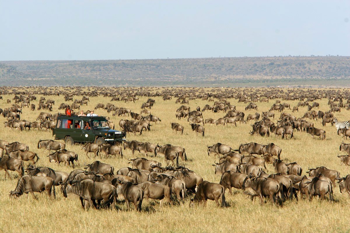 7-DAY KENYA BUDGET SAFARI ITINERARY: MAASAI MARA, LAKE NAKURU, LAKE NAIVASHA & AMBOSELI